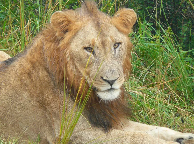 Game reserves near Durban Big Five safari
