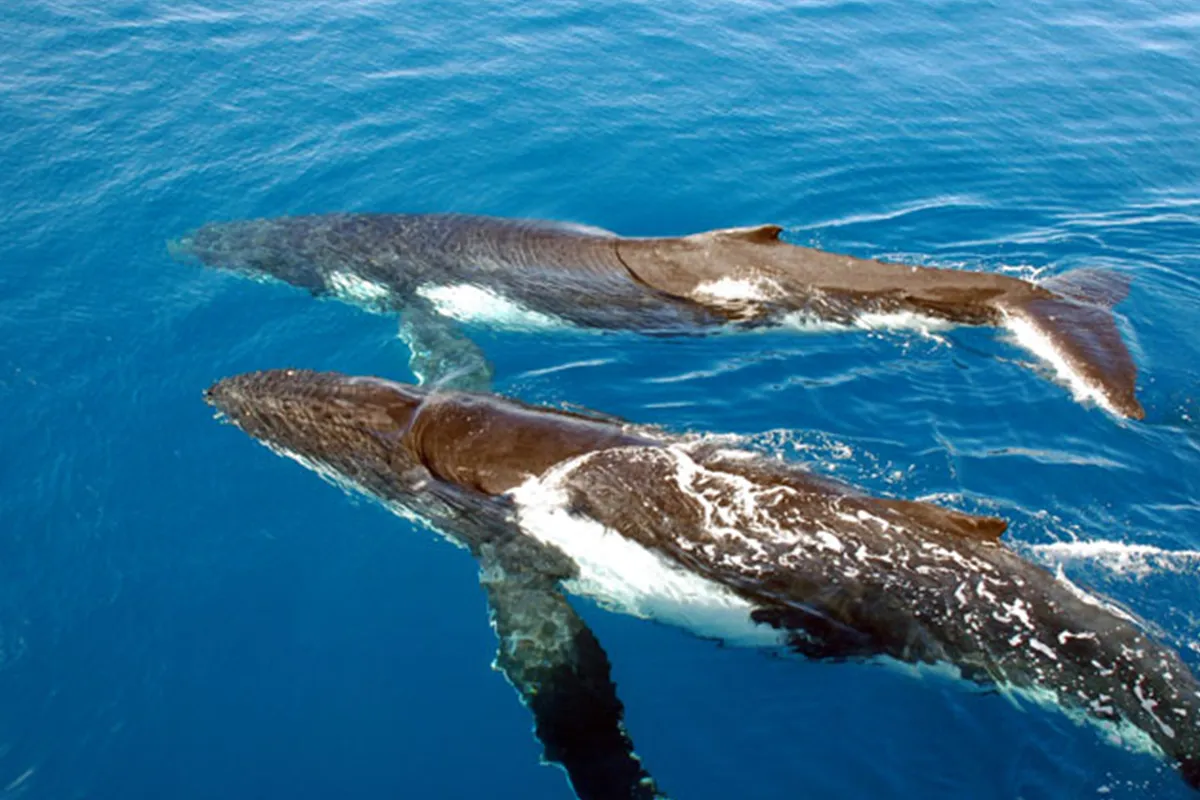 Whale watching Bluff Durban June to November